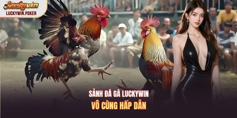 Sảnh đá gà Luckywin vô cùng hấp dẫn